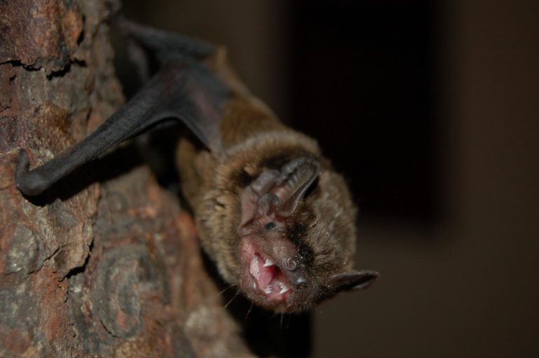 Fledermaus Verein pro Chiroptera